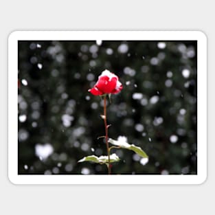 Defiance - Red Rose in Winter Sticker